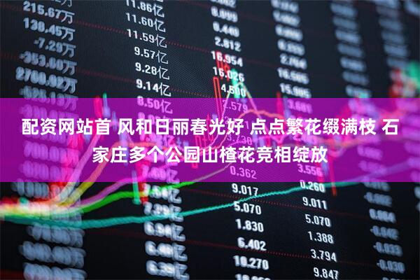 配资网站首 风和日丽春光好 点点繁花缀满枝 石家庄多个公园山楂花竞相绽放